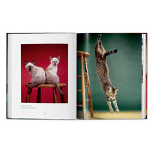 Load image into Gallery viewer, Walter Chandoha. Cats. Photographs 1942–2018 (German, French, English)