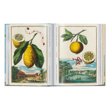 Load image into Gallery viewer, J. C. Volkamer. The Book of Citrus Fruits. 45th Ed. (German, French, English)