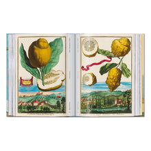 Load image into Gallery viewer, J. C. Volkamer. The Book of Citrus Fruits. 45th Ed. (German, French, English)