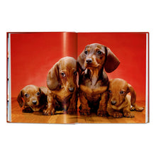 Load image into Gallery viewer, Walter Chandoha. Dogs. Photographs 1941–1991 (German, French, English)
