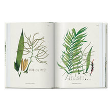 Load image into Gallery viewer, Martius. The Book of Palms. 45th Ed. (German, French, English)
