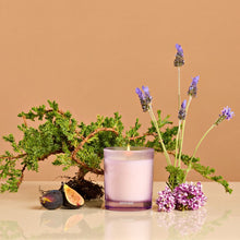 Load image into Gallery viewer, Hinoki Lavender Petite Candle
