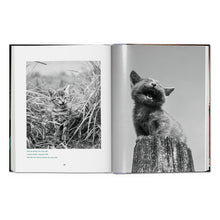 Load image into Gallery viewer, Walter Chandoha. Cats. Photographs 1942–2018 (German, French, English)
