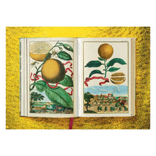 Load image into Gallery viewer, J. C. Volkamer. The Book of Citrus Fruits (German, French, English)
